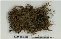 藏品(蔓苔科)的圖片